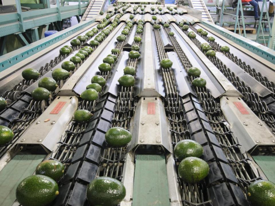 packing line for packing avocados in Wellspring knitted tubular netting mesh bags