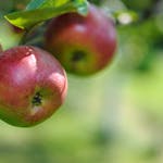 Fresh red apples hanging from a tree branch in a sunny orchard, showcasing natural ripeness.