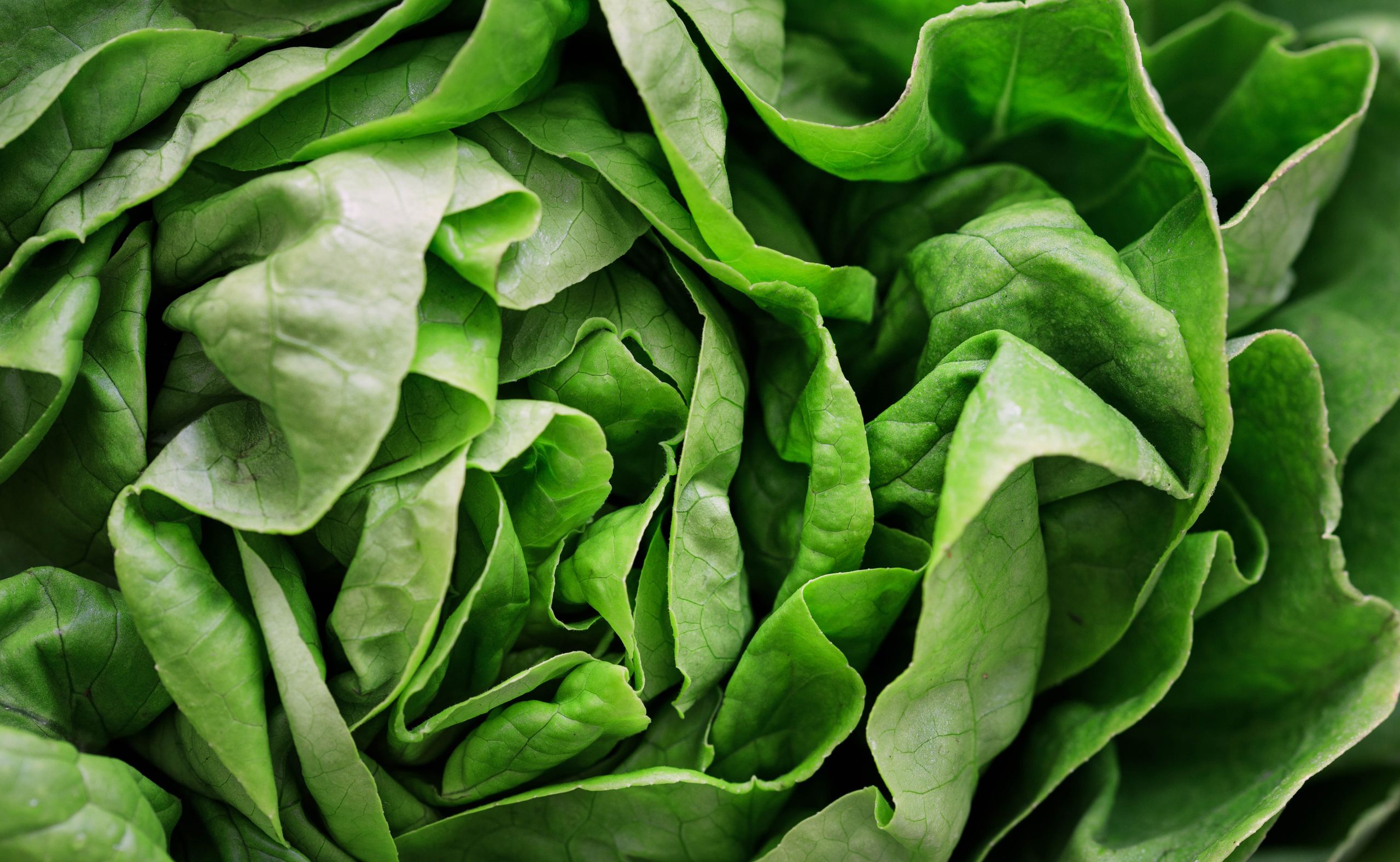 Detailed close-up image of fresh green lettuce leaves, perfect for healthy eating concepts.
